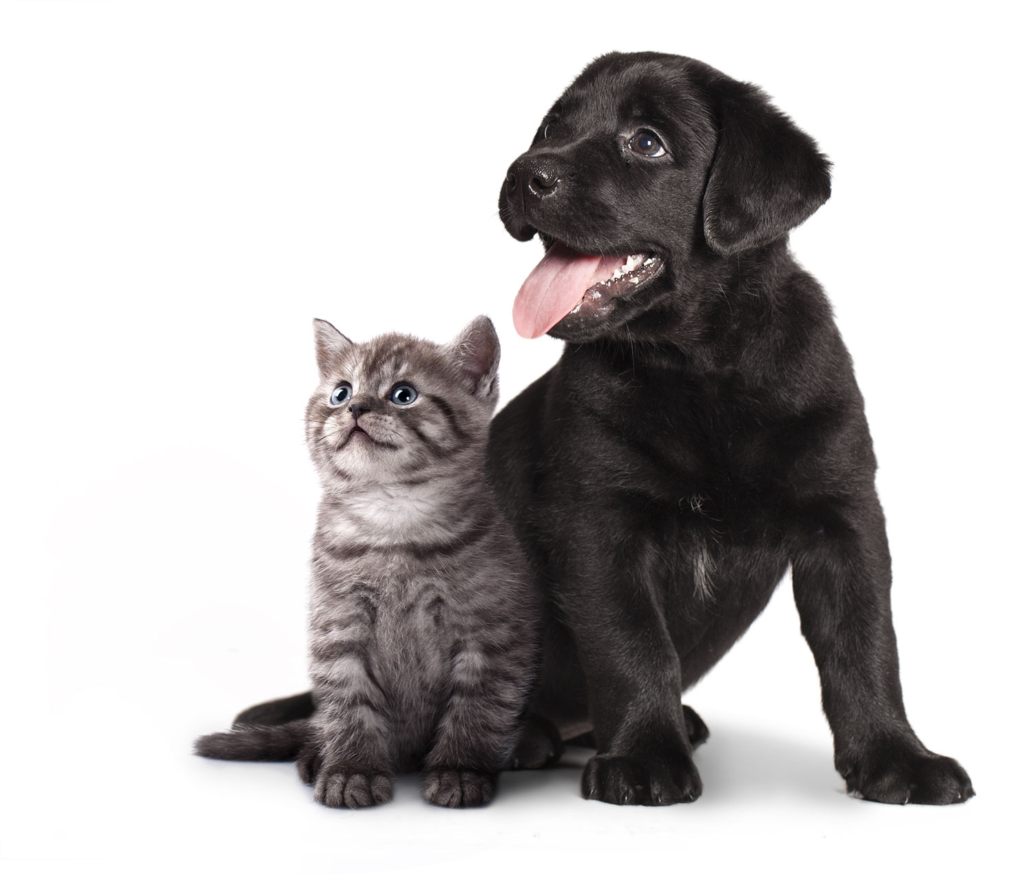 pets-white-background