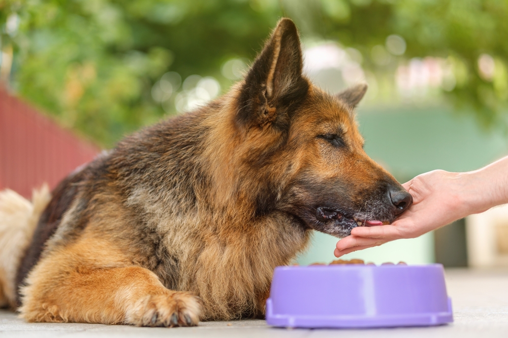 holistic animal arthritis treatment using food