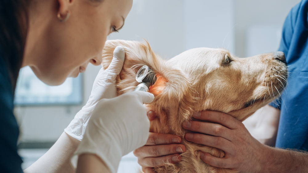 animal medicine side effect management