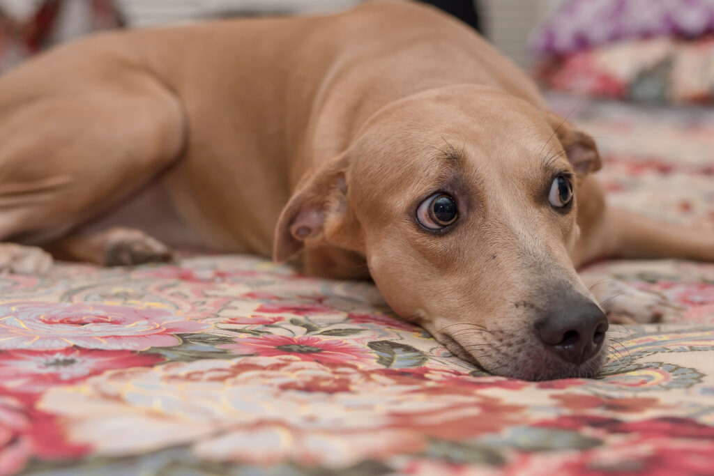 Anxious Dog