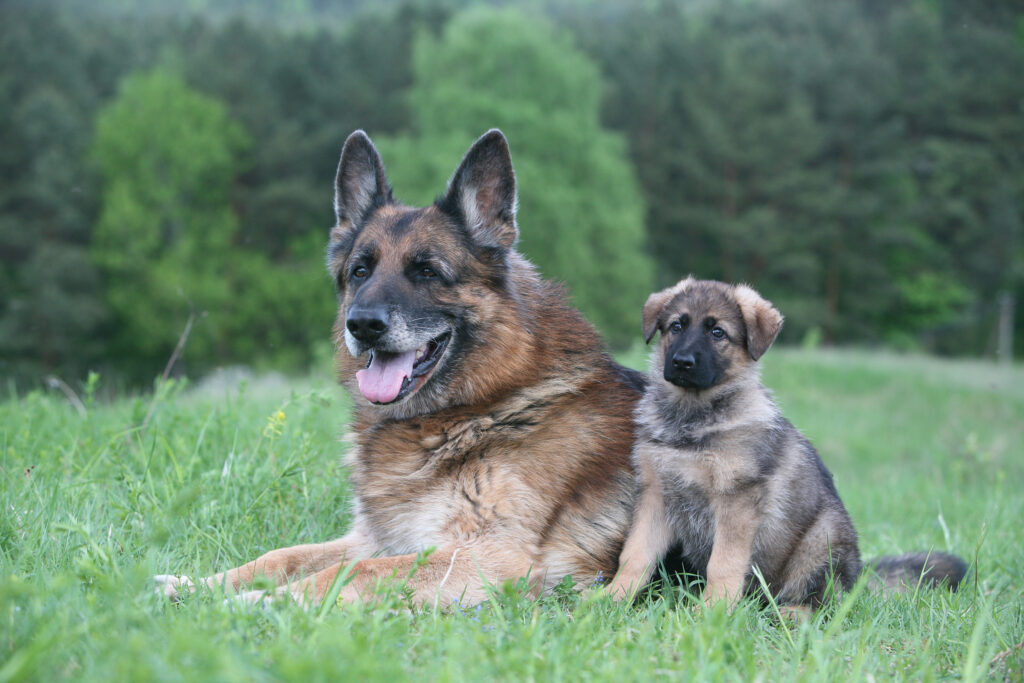 Care for Aging Dogs and Puppies