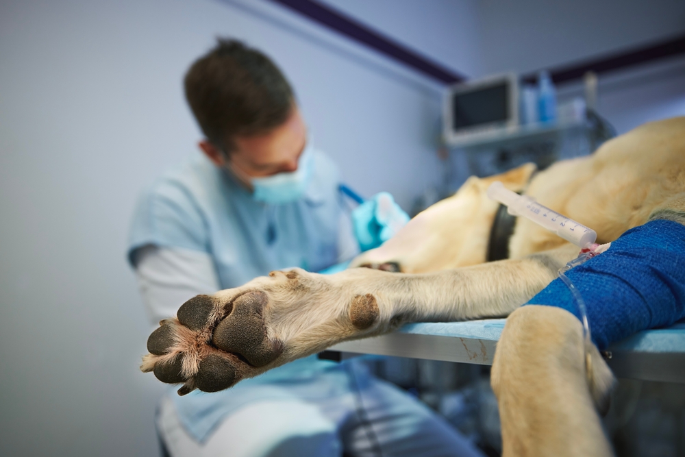 Flint Animal Surgical Center