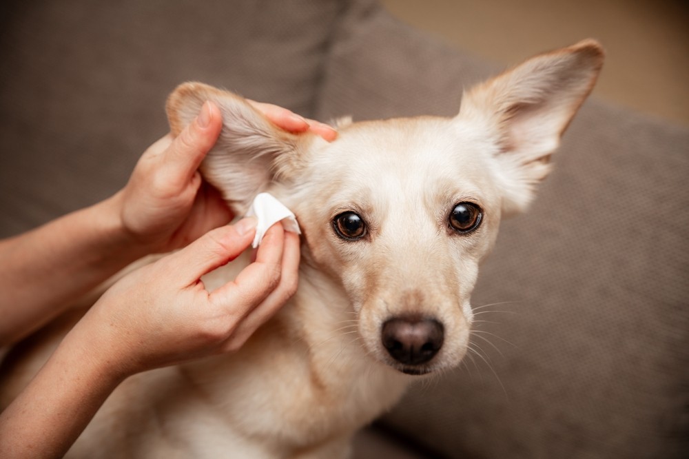 home remedy for dog ear infection
