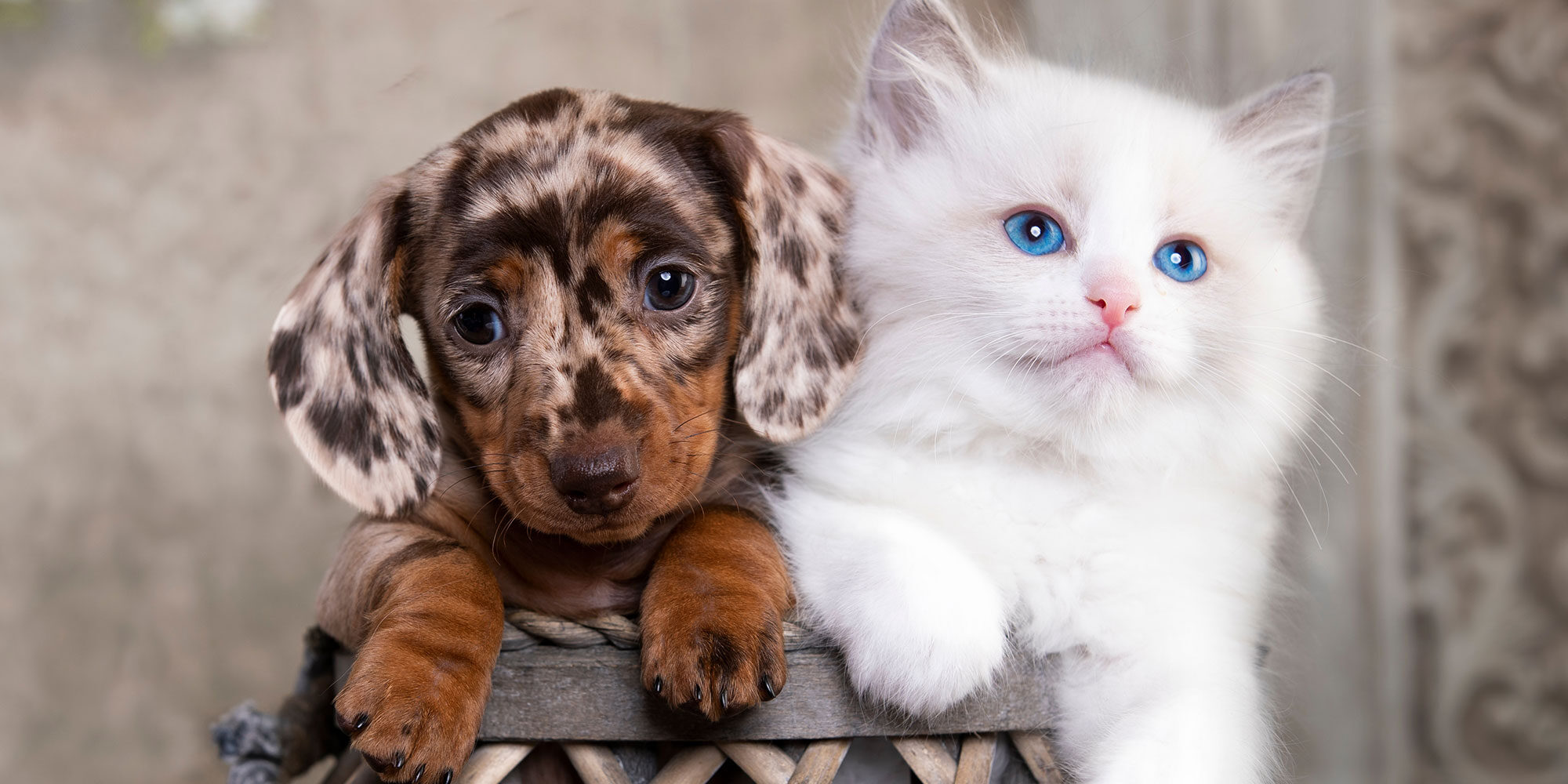 puppy-kitten-1